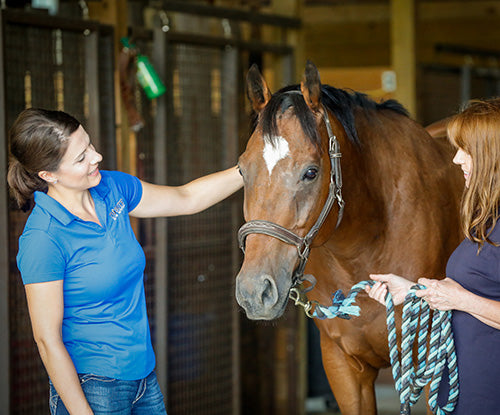 equine营养学家评估 海湾全树马马马马所有者